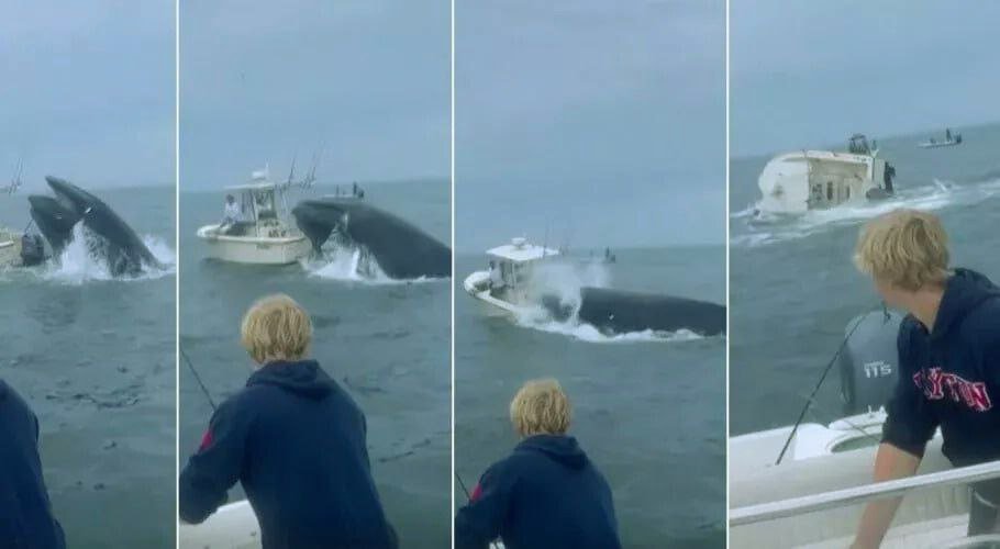 Humpback Whale Incident: Why Did a Humpback Whale Capsize a Boat?