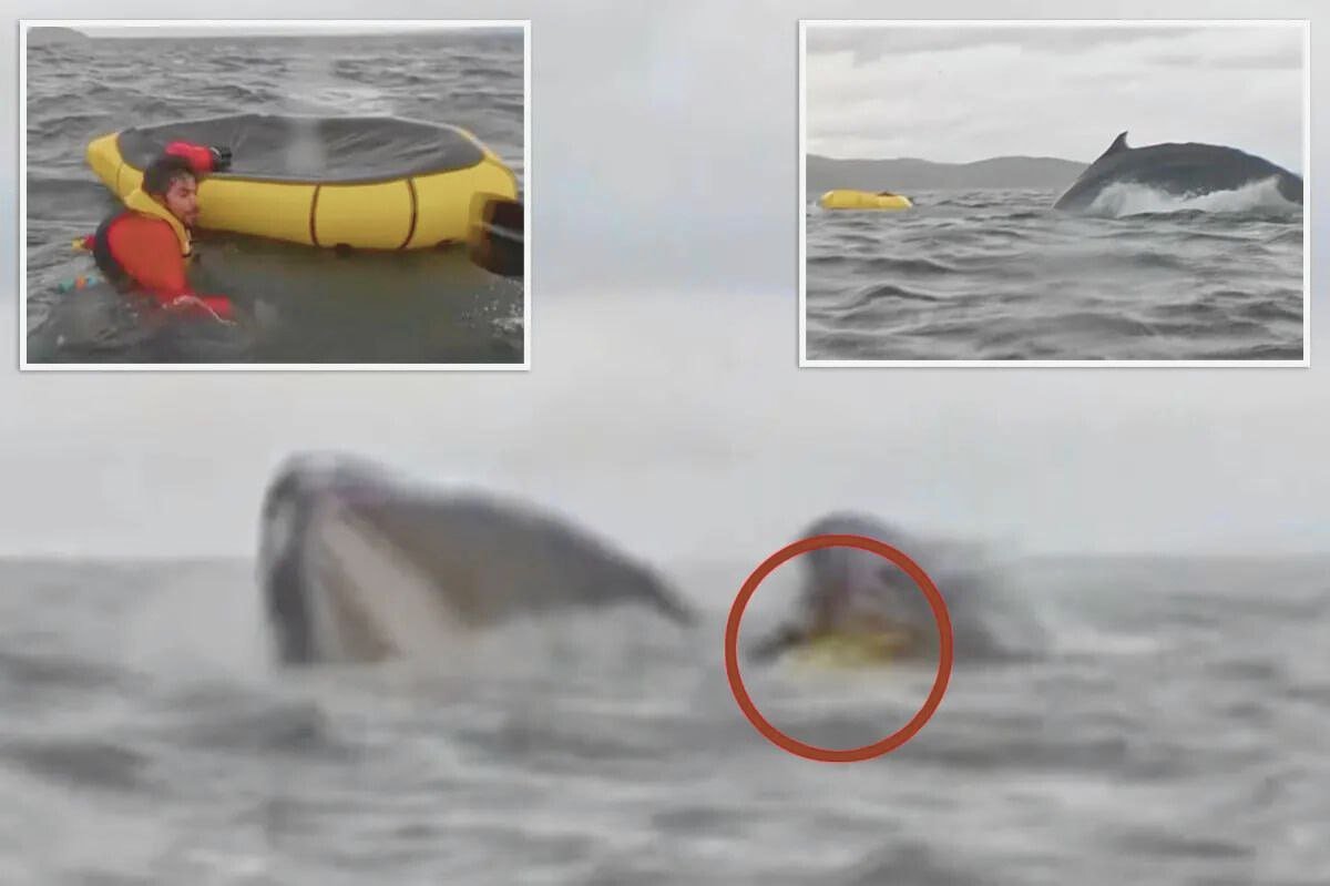 whale swallow kayaker